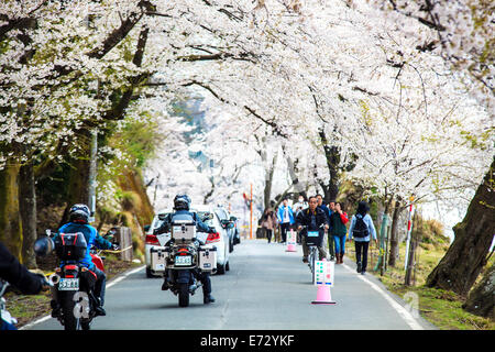 La Préfecture de Shiga, Japon - 14 Avril 2013 : Situé dans la préfecture de Shiga Makino Takashima-cho Kaizu, zone récifale qui dépasse je Banque D'Images