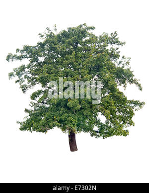 Pear Tree isolated on white Banque D'Images