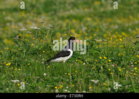 Huîtrier pie - Haematopus ostralegus Eurasian sur prairie "machair" Banque D'Images