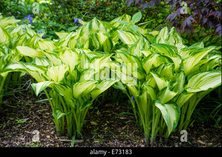 Feuillage panaché de Hosta. Tardiana groupe. Banque D'Images