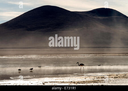 Flamingo Phoenicopterus dans la brume à White lagoon (Laguna Blanca) Boliva, Amérique du Sud Banque D'Images