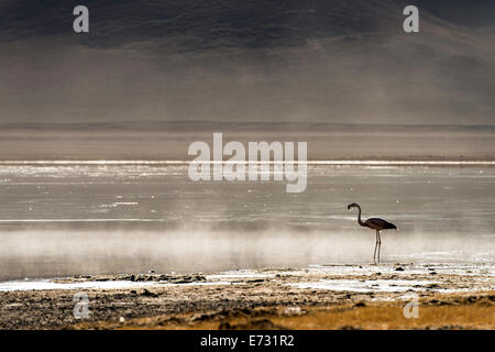 Flamingo Phoenicopterus dans la brume à White lagoon (Laguna Blanca) Boliva, Amérique du Sud Banque D'Images