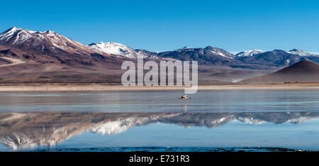 Flamingo Phoenicopterus survolant la White lagoon (Laguna Blanca) Boliva, Amérique du Sud Banque D'Images