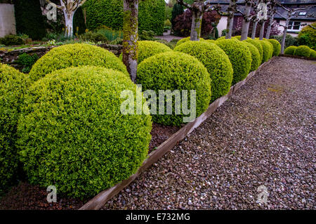 Buxus sempervirens, Ivycroft pépinière et jardin Banque D'Images