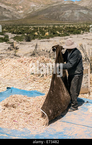 La récolte locales d'agriculteurs (Chenopodium quinoa) Potosi Bolivie, Amérique du Sud Banque D'Images