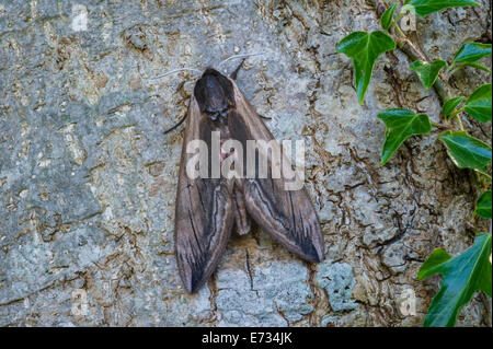 Privet Hawk Moth - Sphinx ligustri Banque D'Images