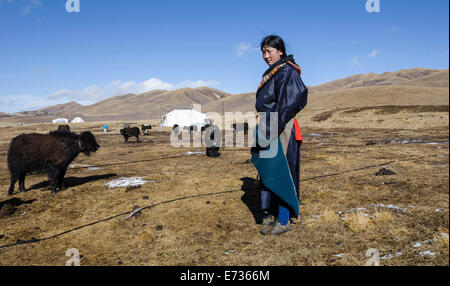 La Chine, le Tibet, l'agriculture, jeune femme d'une famille de nomades tibétains sur un pâturage de montagne près de tentes familiales. Banque D'Images