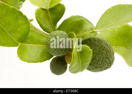 Groupe de chaux de kaffir ou bergamote fruits sur fond blanc. Banque D'Images