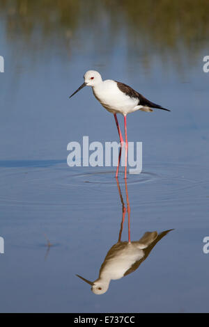 Black-winged Stilt Échasse blanche Himantopus himantopus Stelzenlaeufer commun Banque D'Images