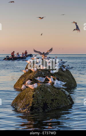 Les expéditions de Zodiac Lindblad navire National Geographic avec d'oiseaux de mer lors de votre séjour à Isla Rasita, Baja California Norte, Mexique Banque D'Images