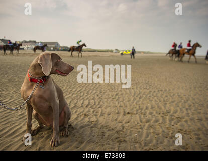 Laytown Strand Races, Laytown County Meath, en Irlande. Le 4 septembre, 2014. Laytown races occupe une place unique dans le calendrier de course irlandais comme c'est le seul événement de course courir sur une plage en vertu des Règles sur les courses.Laytown strand races ont été en existence pendant cent quarante ans.Sur la photo est un Wiermaraner Ombre regardant chien chevaux soyez prêt pour le 16:15:racePhoto Barry Cronin/Alamy News Banque D'Images