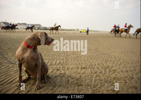 Laytown Strand Races, Laytown County Meath, en Irlande. Le 4 septembre, 2014. Laytown races occupe une place unique dans le calendrier de course irlandais comme c'est le seul événement de course courir sur une plage en vertu des Règles sur les courses.Laytown strand races ont été en existence pendant cent quarante ans.Sur la photo est un Wiermaraner Ombre regardant chien chevaux soyez prêt pour le 16:15:racePhoto Barry Cronin/Alamy News Banque D'Images