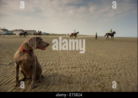 Laytown Strand Races, Laytown County Meath, en Irlande. Le 4 septembre, 2014. Laytown races occupe une place unique dans le calendrier de course irlandais comme c'est le seul événement de course courir sur une plage en vertu des Règles sur les courses.Laytown strand races ont été en existence pendant cent quarante ans.Sur la photo est un Wiermaraner Ombre regardant chien chevaux soyez prêt pour le 16:15:racePhoto Barry Cronin/Alamy News Banque D'Images