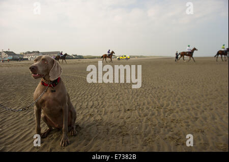 Laytown Strand Races, Laytown County Meath, en Irlande. Le 4 septembre, 2014. Laytown races occupe une place unique dans le calendrier de course irlandais comme c'est le seul événement de course courir sur une plage en vertu des Règles sur les courses.Laytown strand races ont été en existence pendant cent quarante ans.Sur la photo est un Wiermaraner Ombre regardant chien chevaux soyez prêt pour le 16:15:racePhoto Barry Cronin/Alamy News Banque D'Images