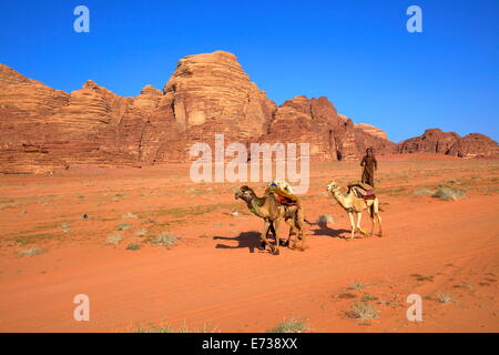 Bédouins et des chameaux, Wadi Rum, Jordanie, Moyen-Orient Banque D'Images