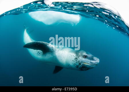 Des profils leopard seal (Hydrurga leptonyx) inspection de l'appareil photo au-dessus et au-dessous de l'eau à la pointe Damoy, Antarctique, les régions polaires Banque D'Images