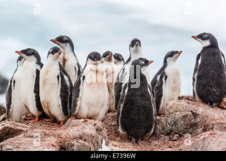 Gentoo pingouin poussins (Pygoscelis papua), creching ensemble, Mikkelsen Harbour, Trinity Island, l'Antarctique, régions polaires Banque D'Images