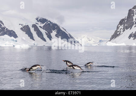 Manchots adultes (Pygoscelis papua) marsouinage, Danco Island, l'Antarctique, régions polaires Banque D'Images