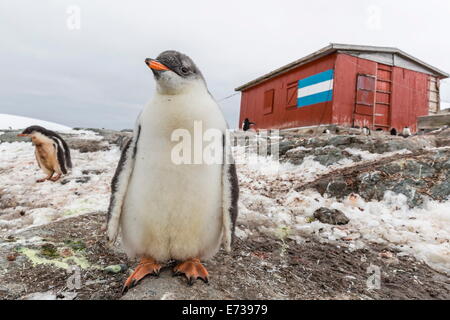 Gentoo pingouin poussins (Pygoscelis papua) Argentine sauvetage hut, Mikkelsen Harbour, Trinity Island, l'Antarctique, régions polaires Banque D'Images