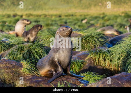 Argentina (Arctocephalus gazella) sur l'herbe dans le tussac Gold Harbour, Géorgie du Sud, UK-outre-mer Banque D'Images