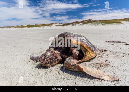 Mort d'une tortue de mer loggerhead (Caretta caretta) sur la plage sur l'île de Magdalena, Baja California Sur, au Mexique, en Amérique du Nord Banque D'Images