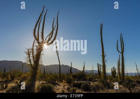 Grand arbre Boojum (Cirio) (Fouquieria columnaris) près de Bahia de Los Angeles, Baja California Norte, Mexique, Amérique du Nord Banque D'Images