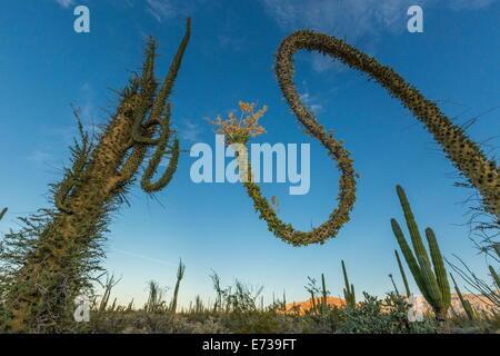 Grand arbre Boojum (Cirio) (Fouquieria columnaris) près de Bahia de Los Angeles, Baja California Norte, Mexique, Amérique du Nord Banque D'Images