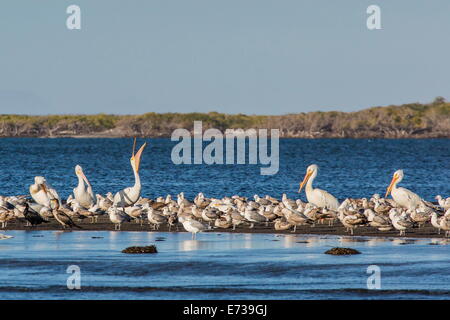 Pélicans blancs (Pelecanus erythrorhynchos) parmi les autres oiseaux de rivage dans la baie de Magdalena, Baja California Sur, Mexique Banque D'Images