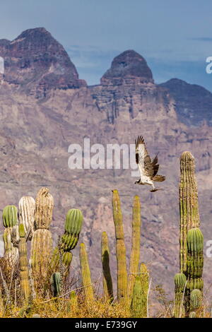 Balbuzard pêcheur (Pandion haliaetus) prend son envol avec des poissons près de Honeymoon Bay, Isla Danzante, Baja California Sur, au Mexique, en Amérique du Nord Banque D'Images