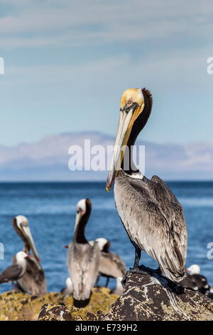 Pélican brun (Pelecanus occidentalis) portrait de Isla Angel de la Guarda, Basse Californie, Mexique, Amérique du Nord Banque D'Images