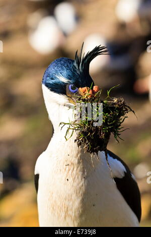 Cormoran cormoran impérial (roi) (Phalacrocorax atriceps) avec des matériaux de nidification, le cou, l'Île Saunders, Îles Falkland Banque D'Images