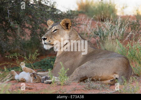 Lioness (Panthera leo) avec petit cub, Kgalagadi Transfrontier Park, Afrique du Sud, l'Afrique Banque D'Images