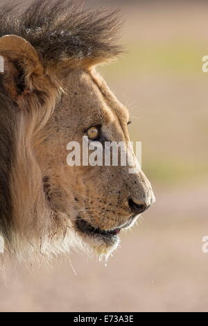 Lion (Panthera leo), Kgalagadi Transfrontier Park, Afrique du Sud, l'Afrique Banque D'Images