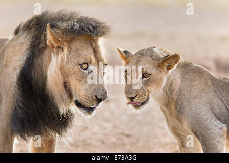 Liion mâle fierté (Panthera leo) avec l'homme adulte, Kgalagadi Transfrontier Park, Afrique du Sud, l'Afrique Banque D'Images