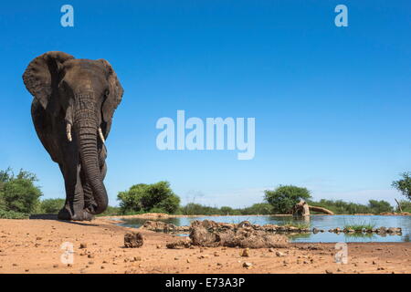 L'éléphant africain (Loxodonta africana), point d'eau à Madikwe Game Reserve, Province du Nord-Ouest, Afrique du Sud, l'Afrique Banque D'Images