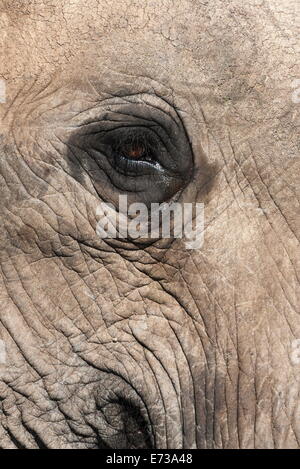L'œil de l'éléphant africain (Loxodonta africana), l'Addo Elephant National Park, Afrique du Sud, l'Afrique Banque D'Images