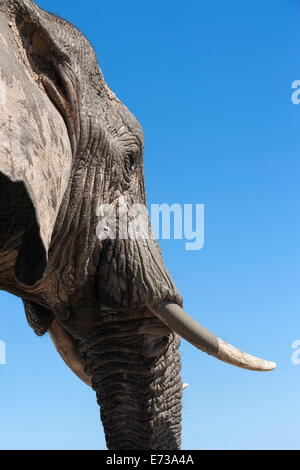 L'éléphant africain (Loxodonta africana), l'Addo Elephant National Park, Afrique du Sud, l'Afrique Banque D'Images