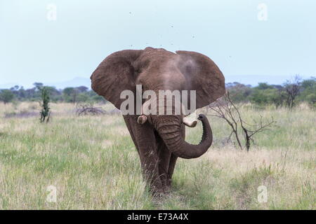 L'éléphant africain (Loxodonta africana) Bull, Pilanesberg, Afrique du Sud, l'Afrique Banque D'Images