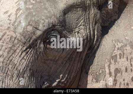 La tête et la peau de l'éléphant d'Afrique Loxodonta africana (détail), l'Addo Elephant National Park, Afrique du Sud, l'Afrique Banque D'Images