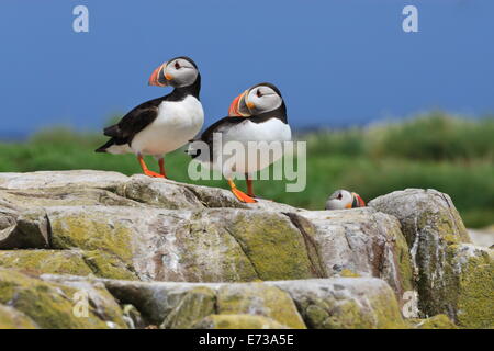 Le macareux moine (Fratercula arctica) sur un rocher contre un ciel bleu, Inner Farne, Iles Farne, Northumberland, England Banque D'Images