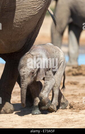 Les éléphants (Loxodonta africana) nouveau-né, l'Addo Elephant National Park, Afrique du Sud, l'Afrique Banque D'Images
