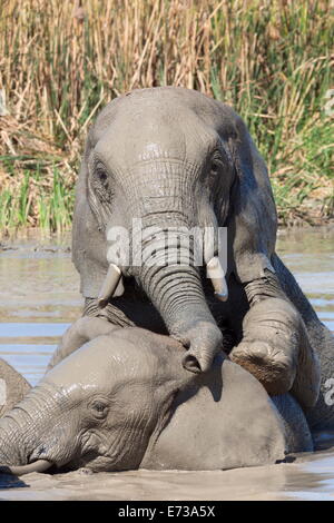 Les éléphants (Loxodonta africana) jouant dans l'eau, l'Addo Elephant National Park, Afrique du Sud, l'Afrique Banque D'Images