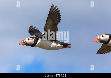 Macareux moine (Fratercula arctica), volant, Iles Farne, Northumberland, Angleterre, Royaume-Uni, Europe Banque D'Images