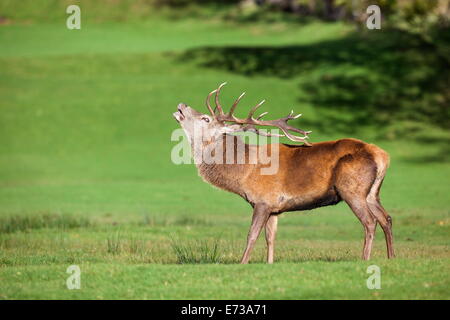 Red Deer (Cervus elaphus) stag rugissant, Arran, Ecosse, Royaume-Uni, Europe Banque D'Images