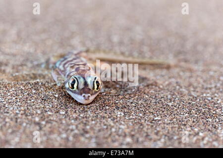 Webfooted Palmatogecko rangei (Gecko), Désert du Namib, Namibie, Afrique Banque D'Images