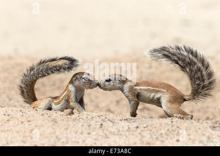 Les écureuils terrestres (Ha83 inauris) salutation, Kgalagadi Transfrontier Park, Northern Cape, Afrique du Sud, l'Afrique Banque D'Images