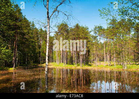 Viru Viru Bog (Raba) marais de tourbe, le parc national de Lahemaa, Harjumaa, Laane-Virumaa, l'Estonie, pays Baltes, Europe Banque D'Images