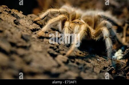 Munich, Allemagne. 12Th Mar, 2014. Un western desert tarantula (Aphonopelma chalcodes) repose dans son terrarium au Musée de l'homme et de la Nature à Munich, Allemagne, le 5 septembre 2014. Le musée abrite une exposition spéciale "Faszination Spinnen Fascination" (araignées) qui se poursuit jusqu'au 14 septembre 2014 et plonge les visiteurs dans le monde fascinant des araignées en mettant en numours différentes espèces d'araignées. PHOTO : SVEN HOPPE/dpa/Alamy Live News Banque D'Images