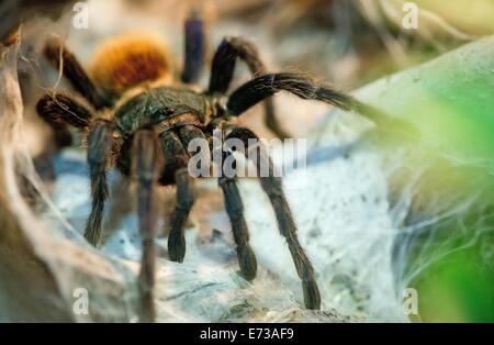 Munich, Allemagne. 12Th Mar, 2014. (Chromatopelma cyaneopubescens une tarentule) repose sur une branche en bois dans son terrarium au Musée de l'homme et de la Nature à Munich, Allemagne, le 5 septembre 2014. Le musée abrite une exposition spéciale "Faszination Spinnen Fascination" (araignées) qui se poursuit jusqu'au 14 septembre 2014 et plonge les visiteurs dans le monde fascinant des araignées en mettant en numours différentes espèces d'araignées. PHOTO : SVEN HOPPE/dpa/Alamy Live News Banque D'Images