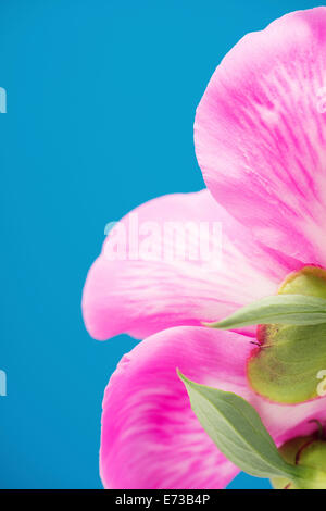Close up of fleurs de pivoine rose fleur sur fond bleu Banque D'Images